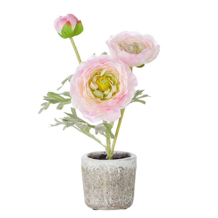 11" Potted Pink Ranunculus