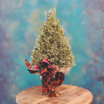 variegated boxwood tree