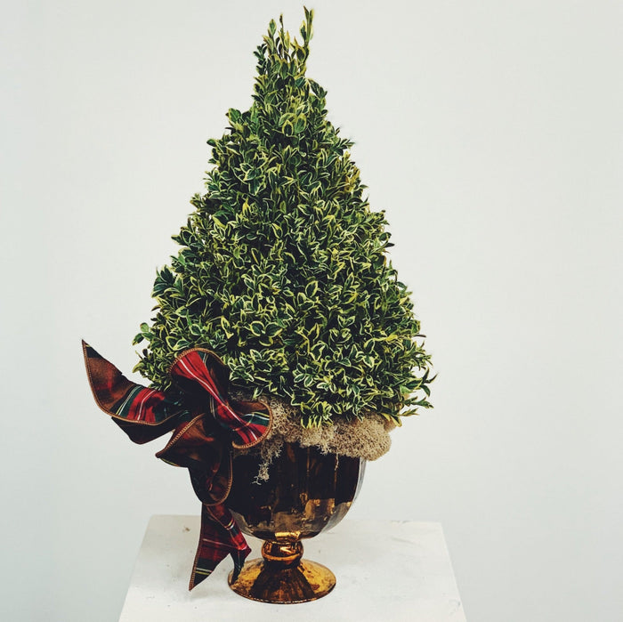 Variegated boxwood tree white background