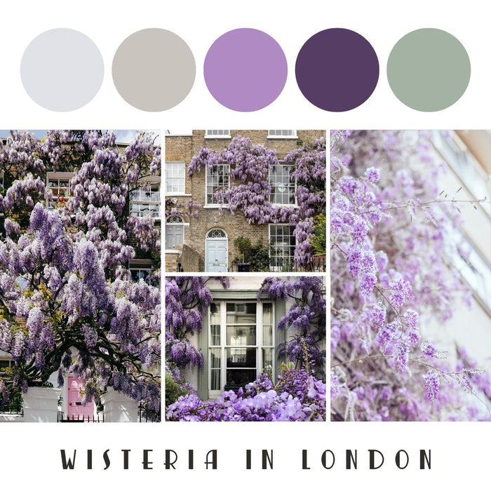Destination Yarn fingering weight yarn First Class MCN Wisteria Season in London