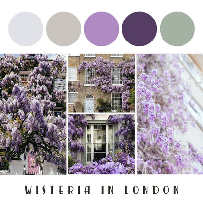 Destination Yarn fingering weight yarn First Class MCN Wisteria Season in London